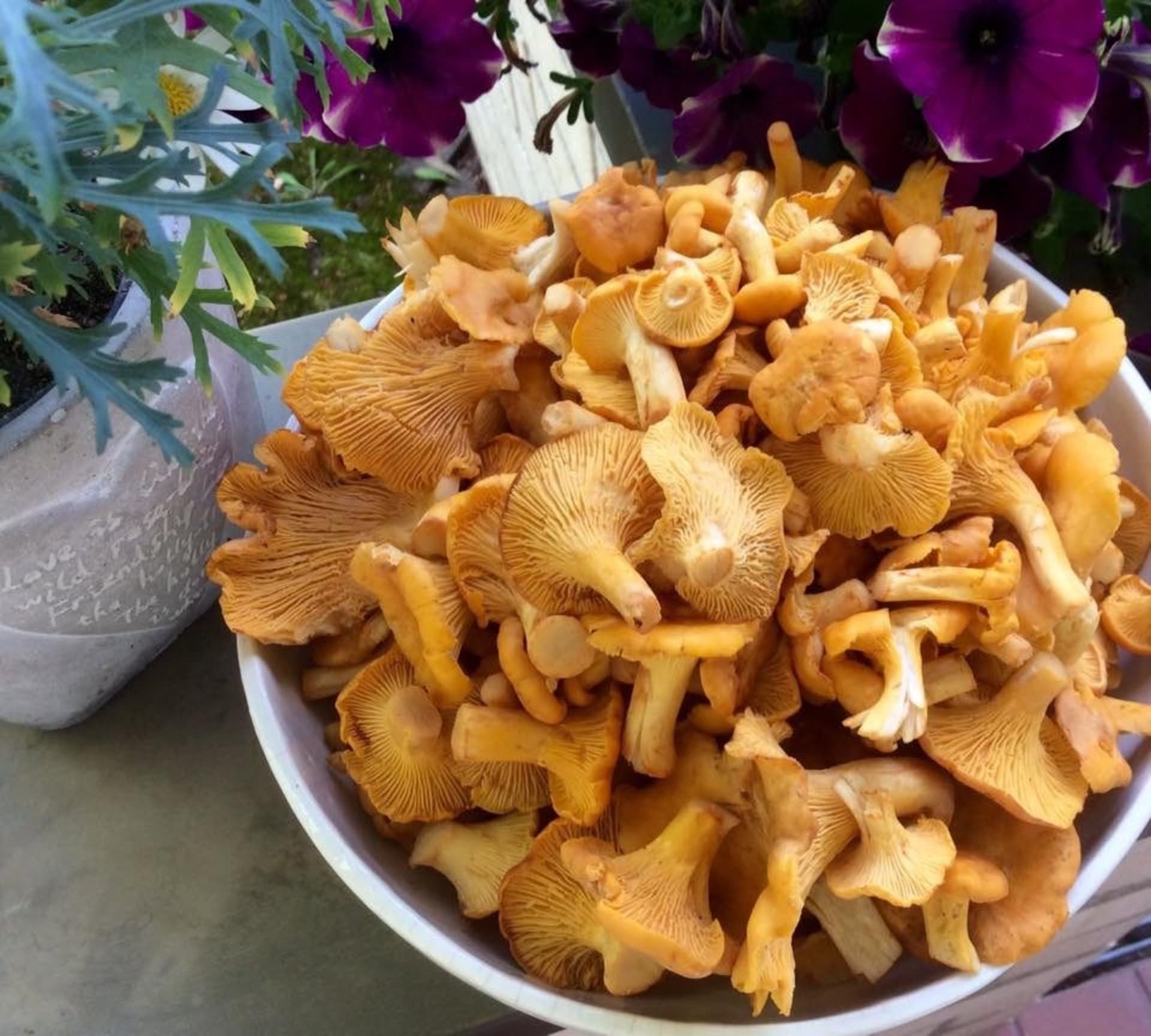 Delicious chanterel mushroom
