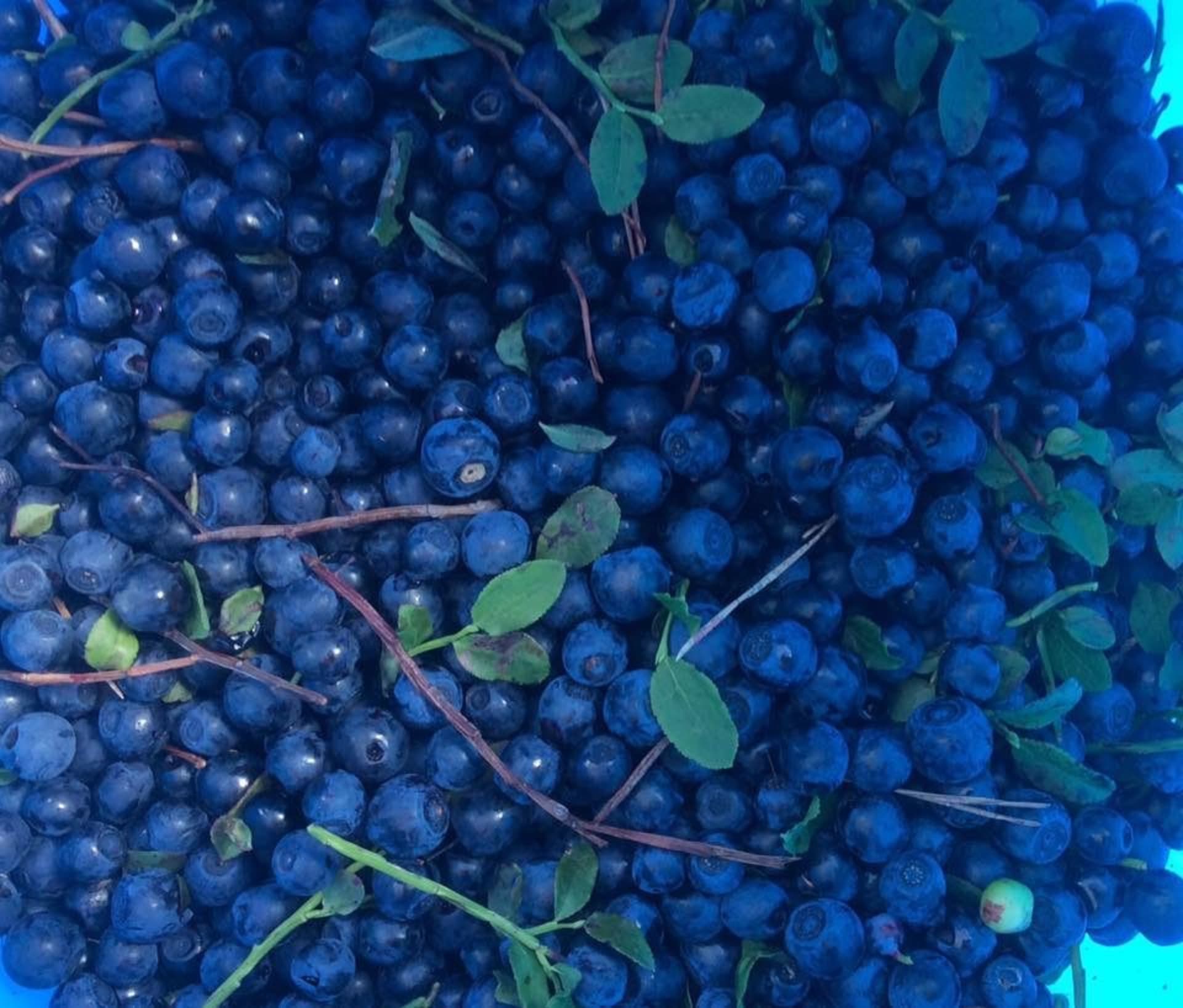July time we can pick up blueberies