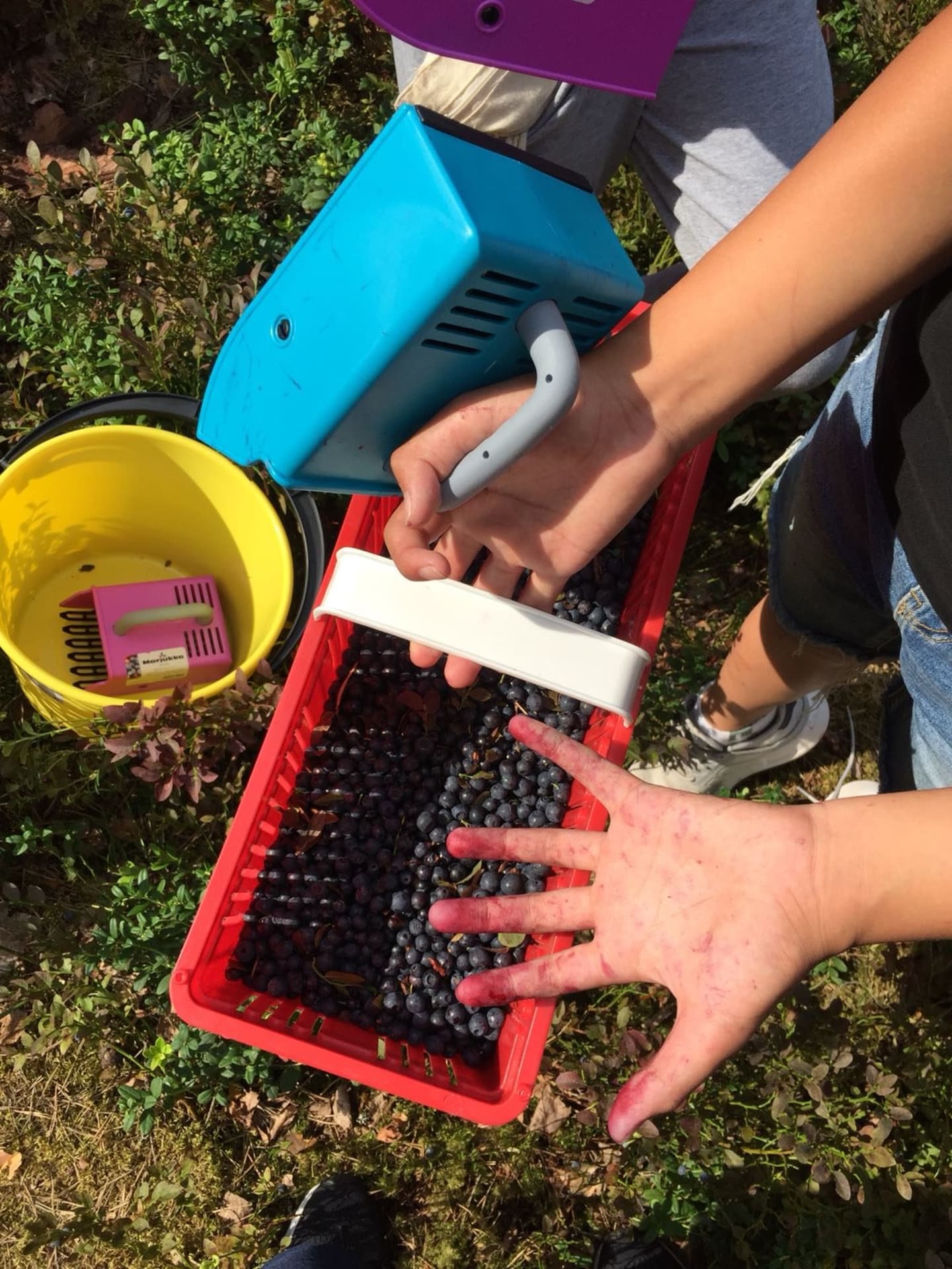  Blueberries are delicious and your fingers will get blue color
