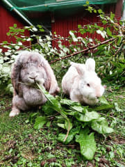 Niihaman Ulkoilumajan kahvila