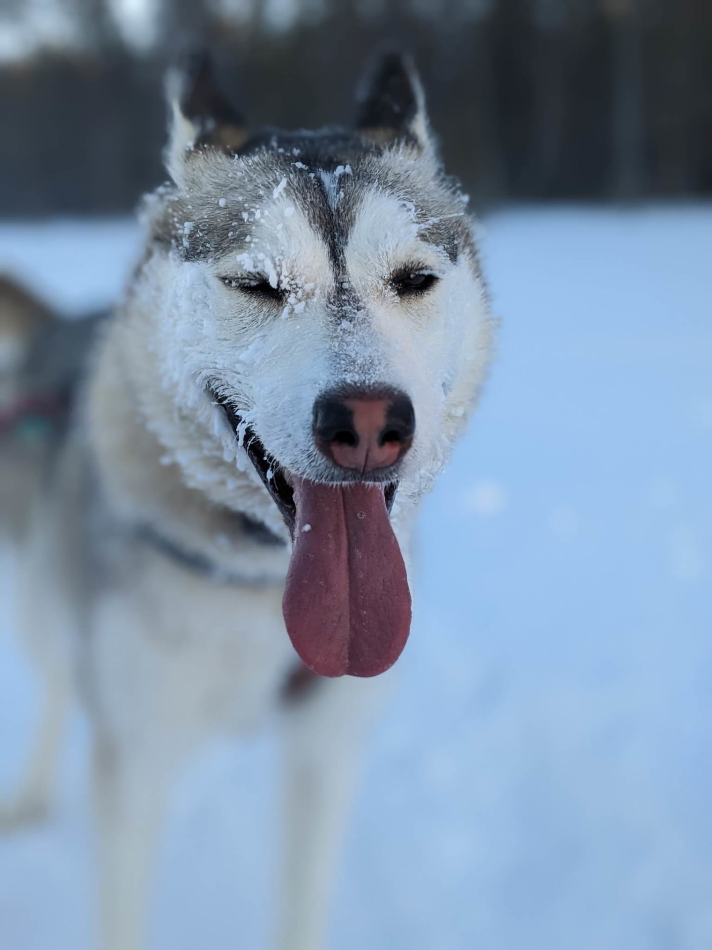 Husky lapland winter