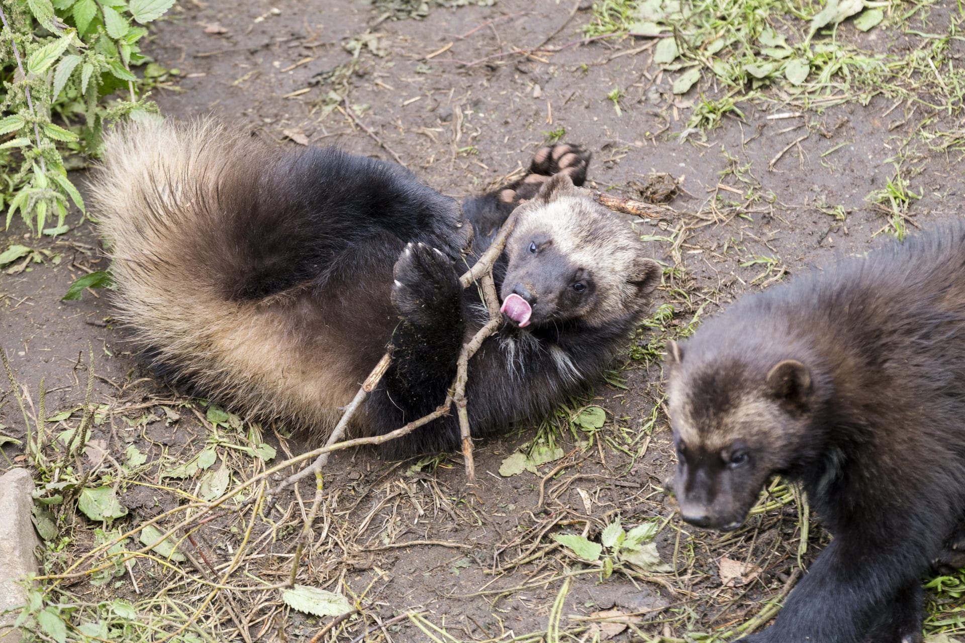 Wolverine