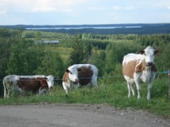 East-Finnish cows on Seppälänvaara