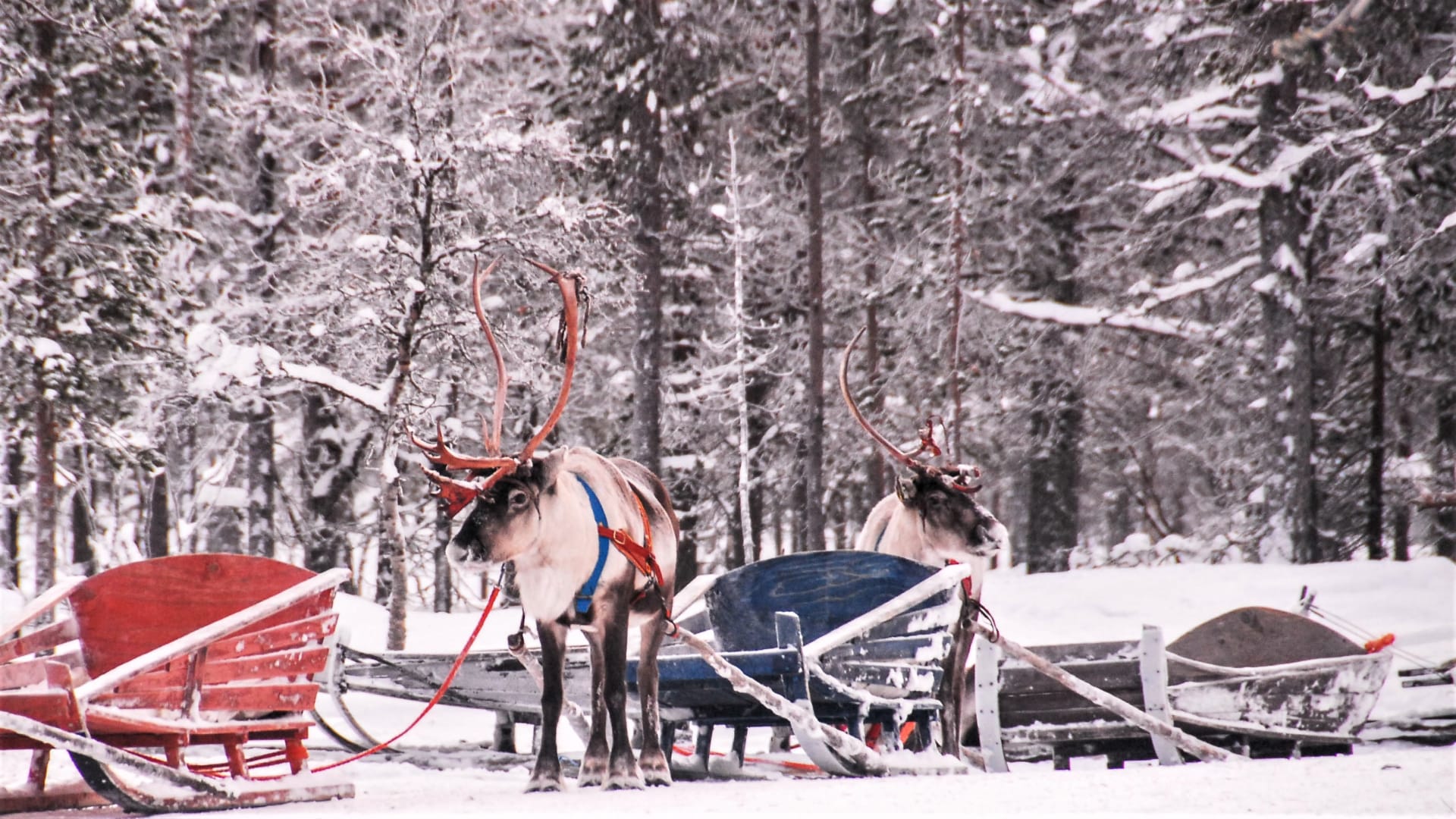 Friendly reindeer