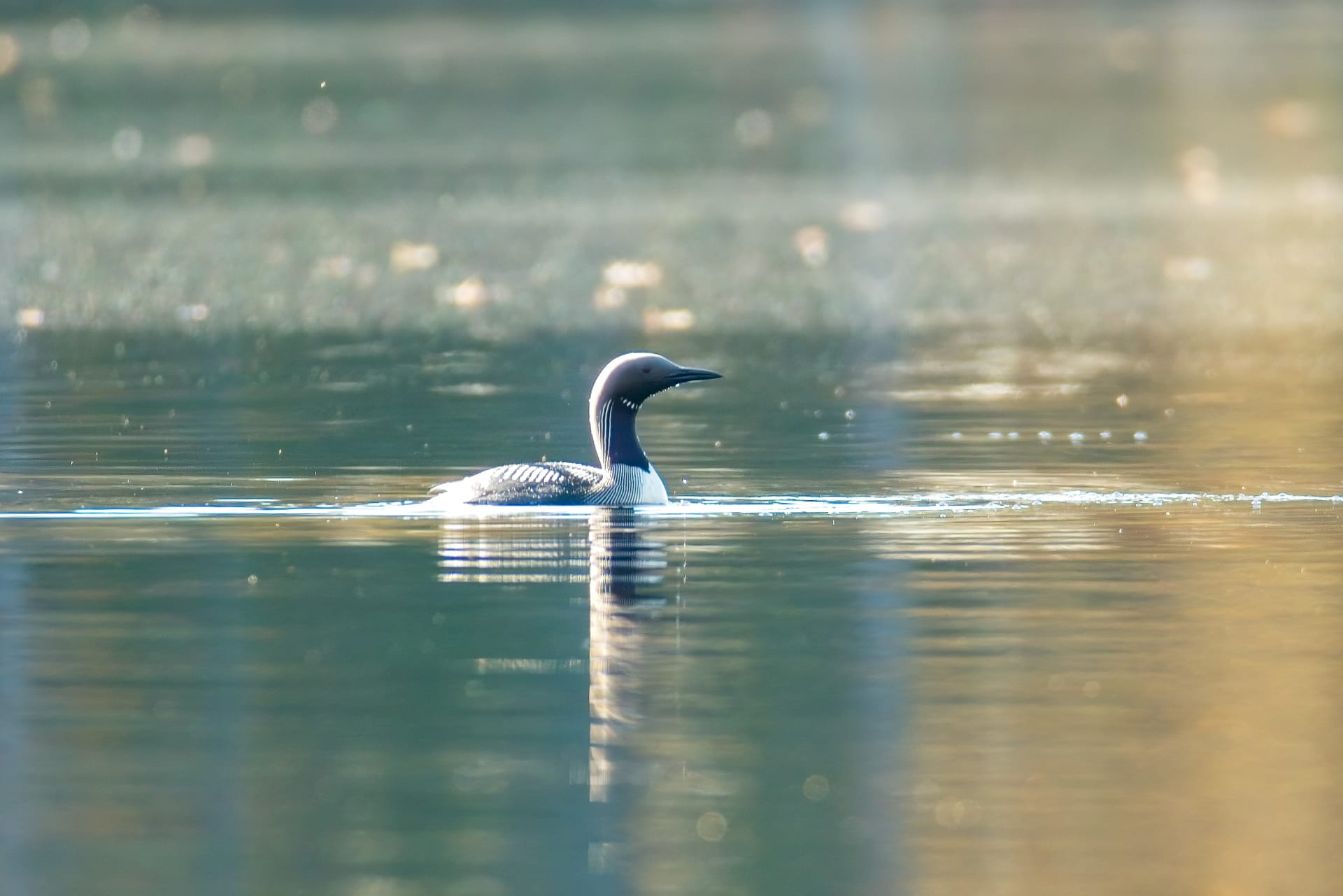 Boreal bird and wildlife tour - white throated diver