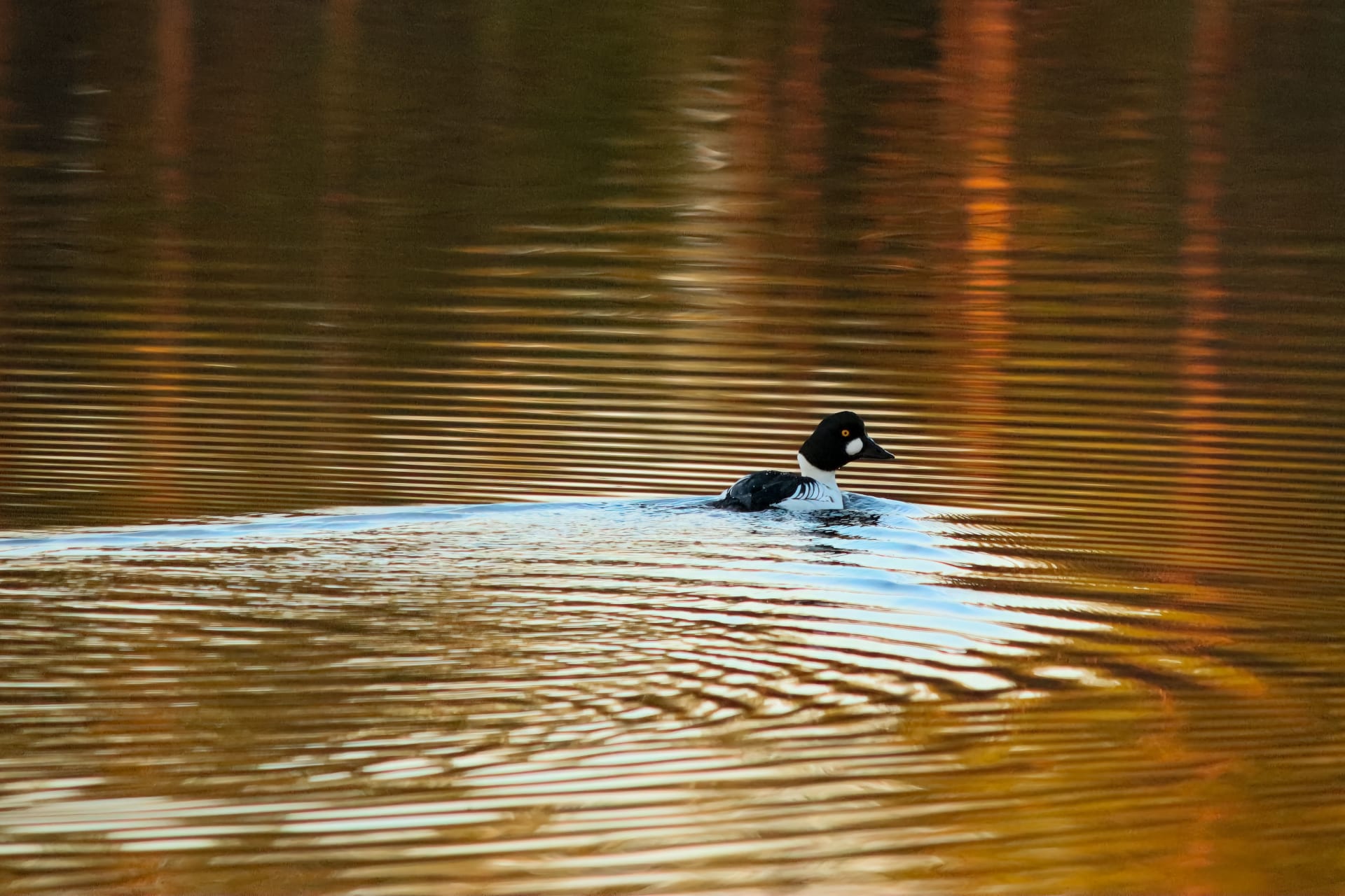 Boreal bird and wildlife tour - Golden eye