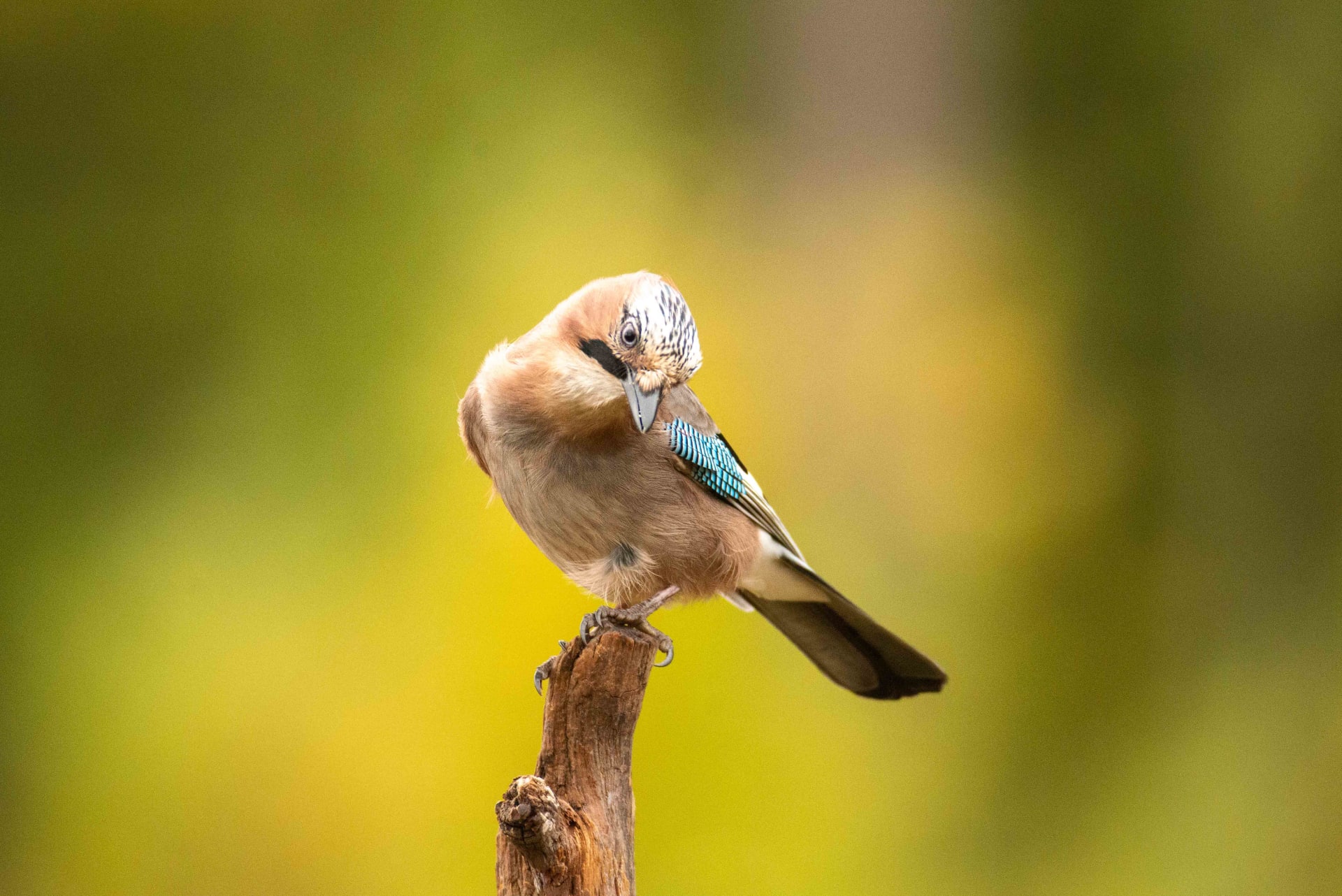 Boreal bird and wildlife tour - jay