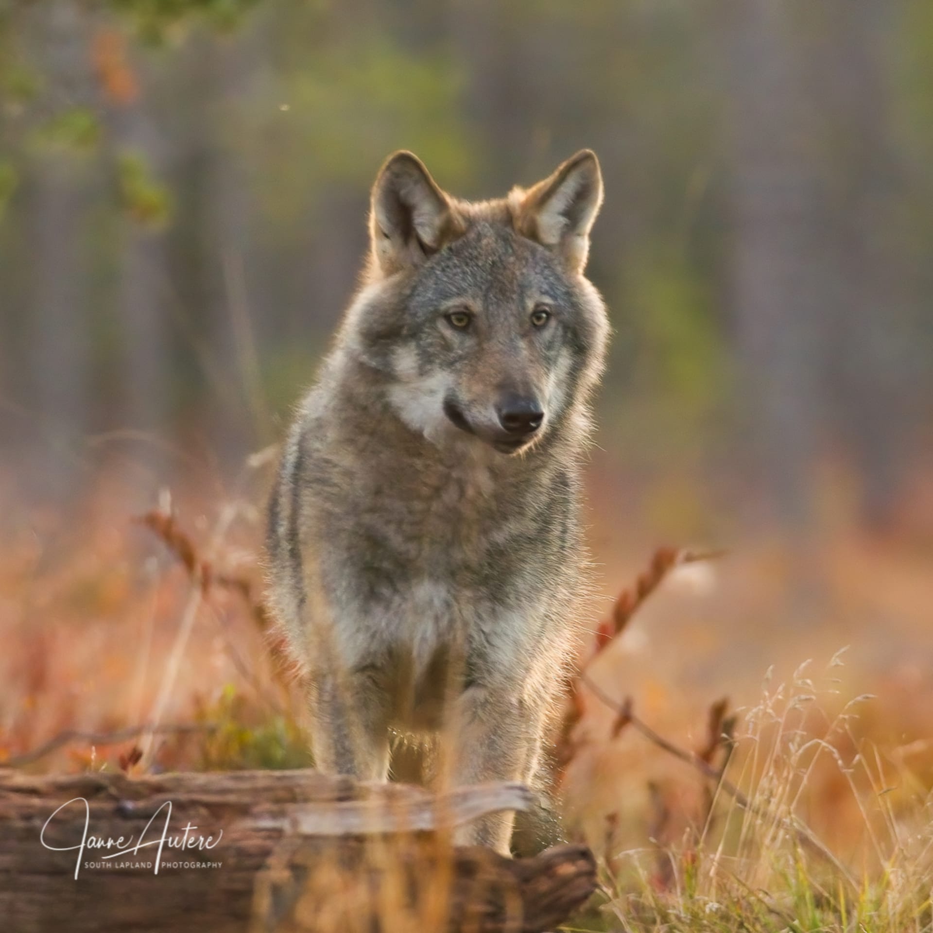 Boreal bird and wildlife tour - wolf