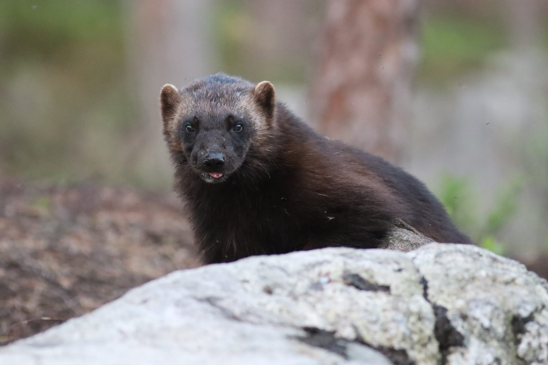 Boreal bird and wildlife tour - wolverine