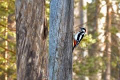 Boreal bird and wildlife tour - Great spotted woodpecker