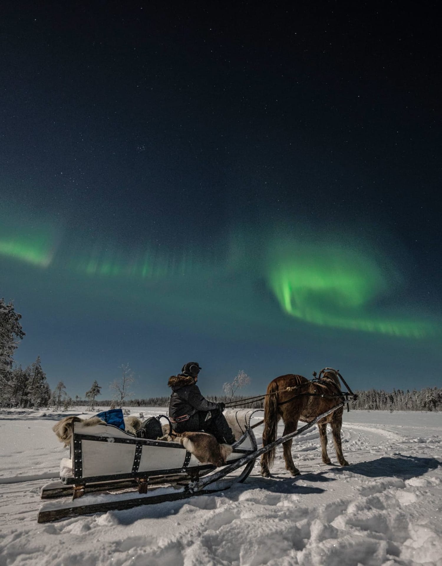 Finnhorse Sleigh Ride under a night sky full on Aurora Borealis