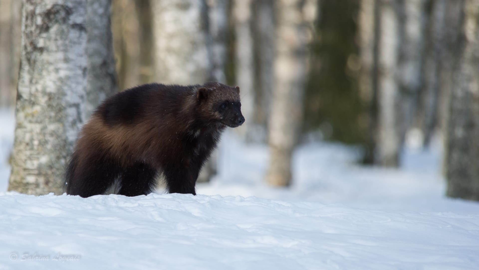 Taiga Spirit , wolverine