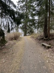 Metsäpolku isolle kuuselle rantareitin yläpuolella