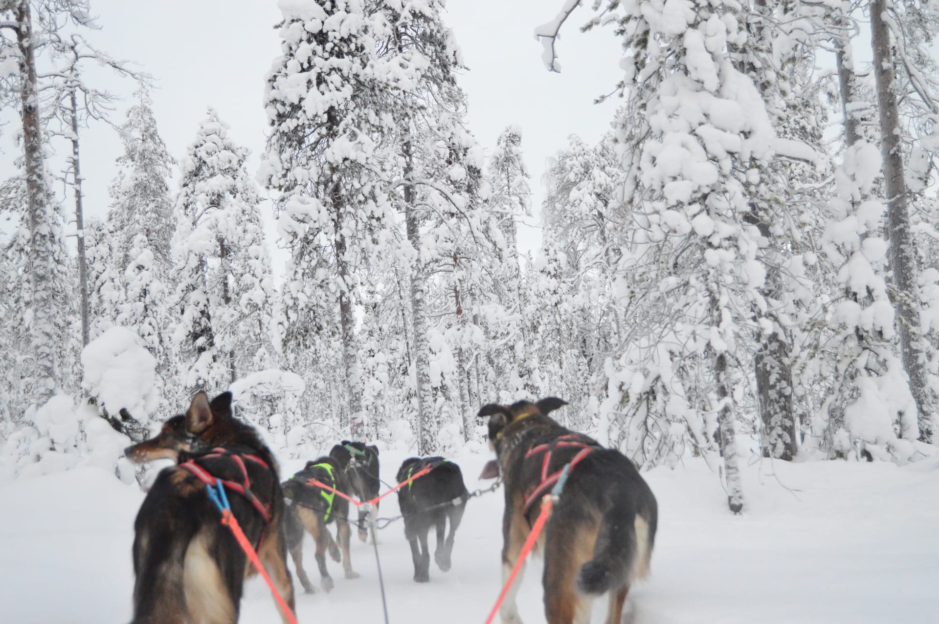Husky Safaris, Husky Rides, Winter, Rovaniemi, Huskies