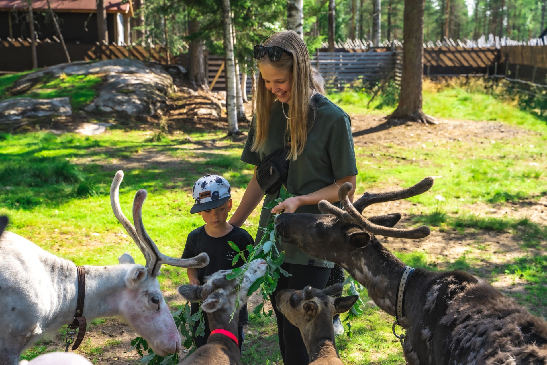 Reindeer are very eager to eat leafs of various trees.