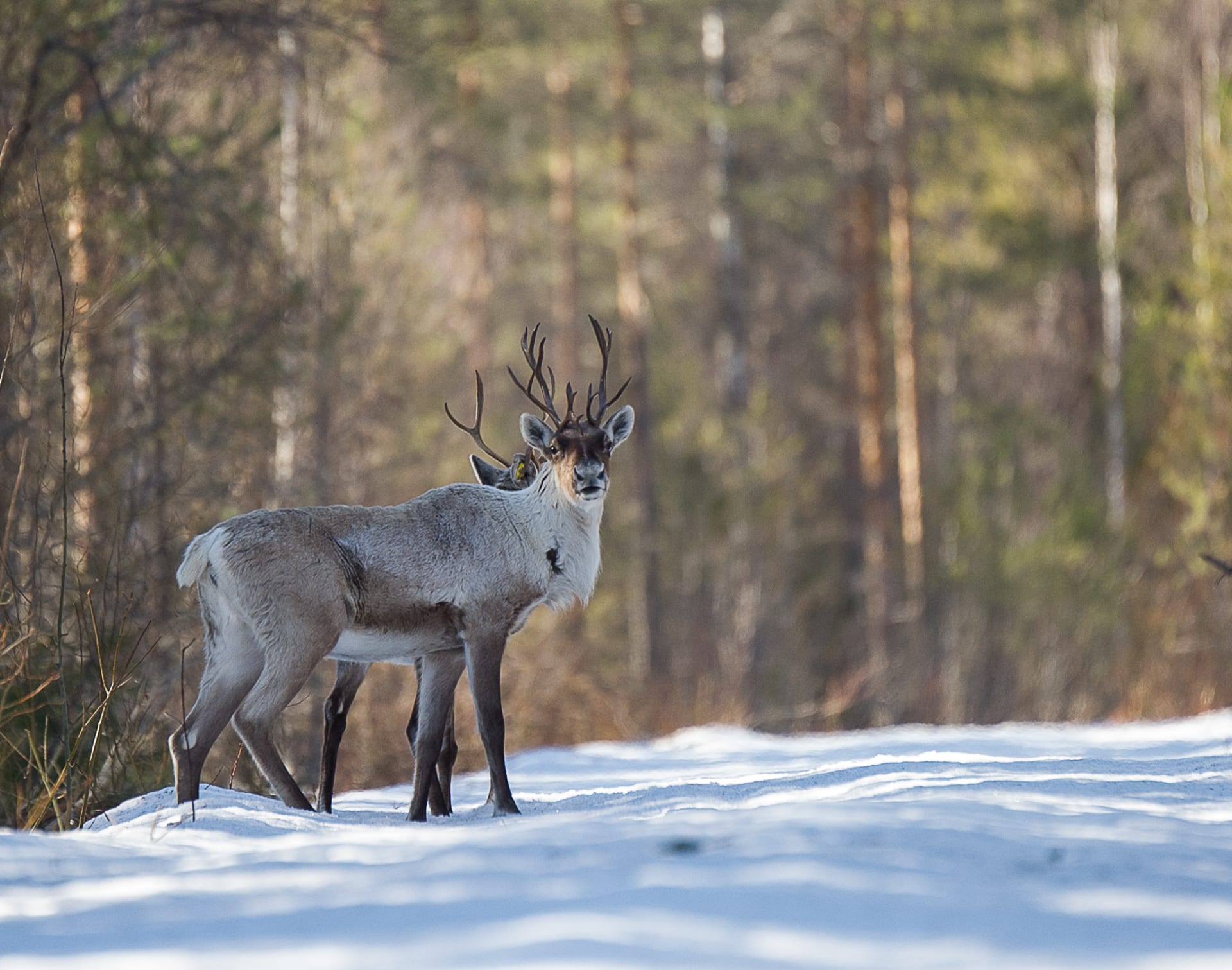 Wild forest reindeer