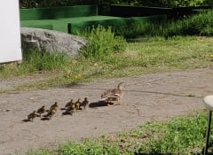 Säynäniemi ducks