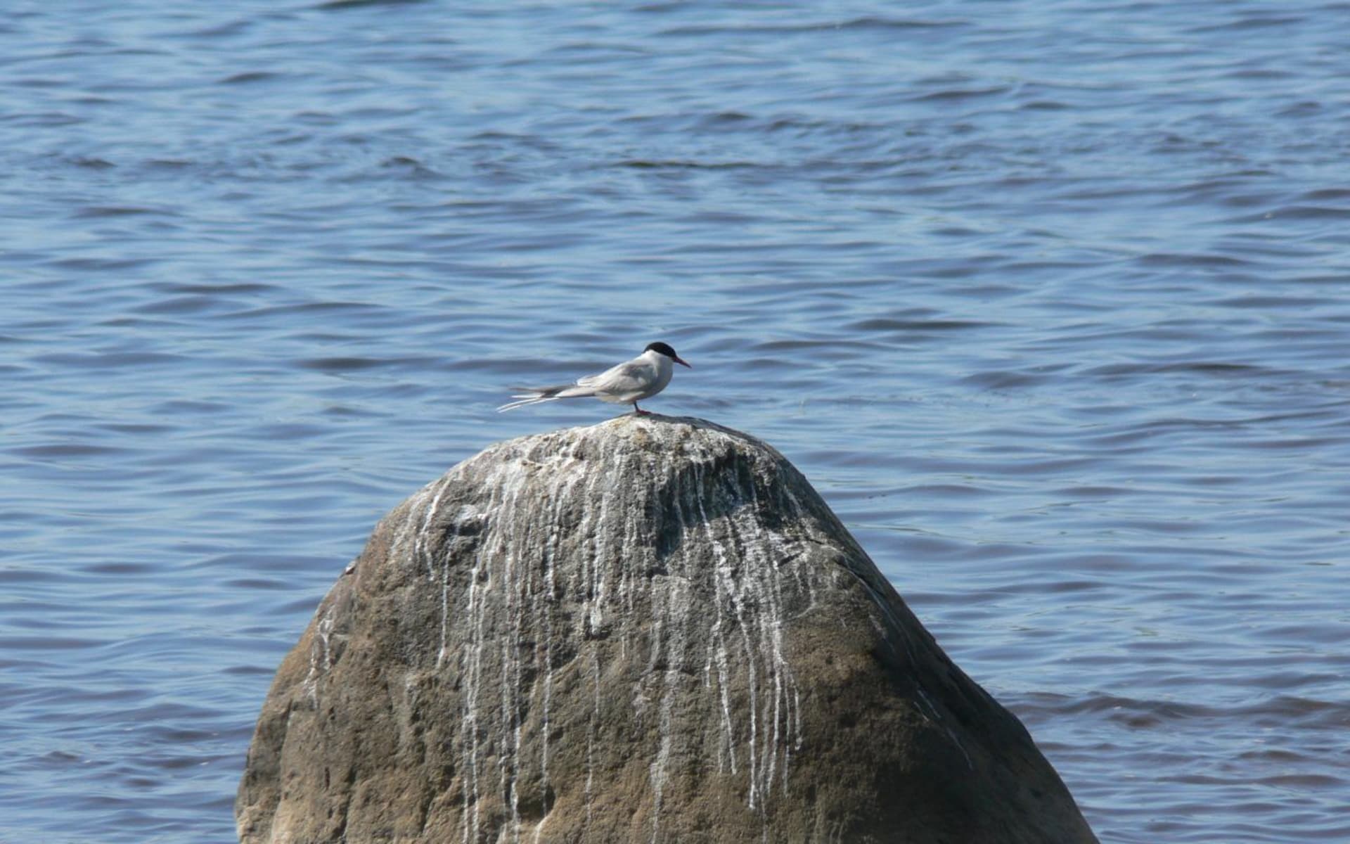 Fish tern at Bothnian bay