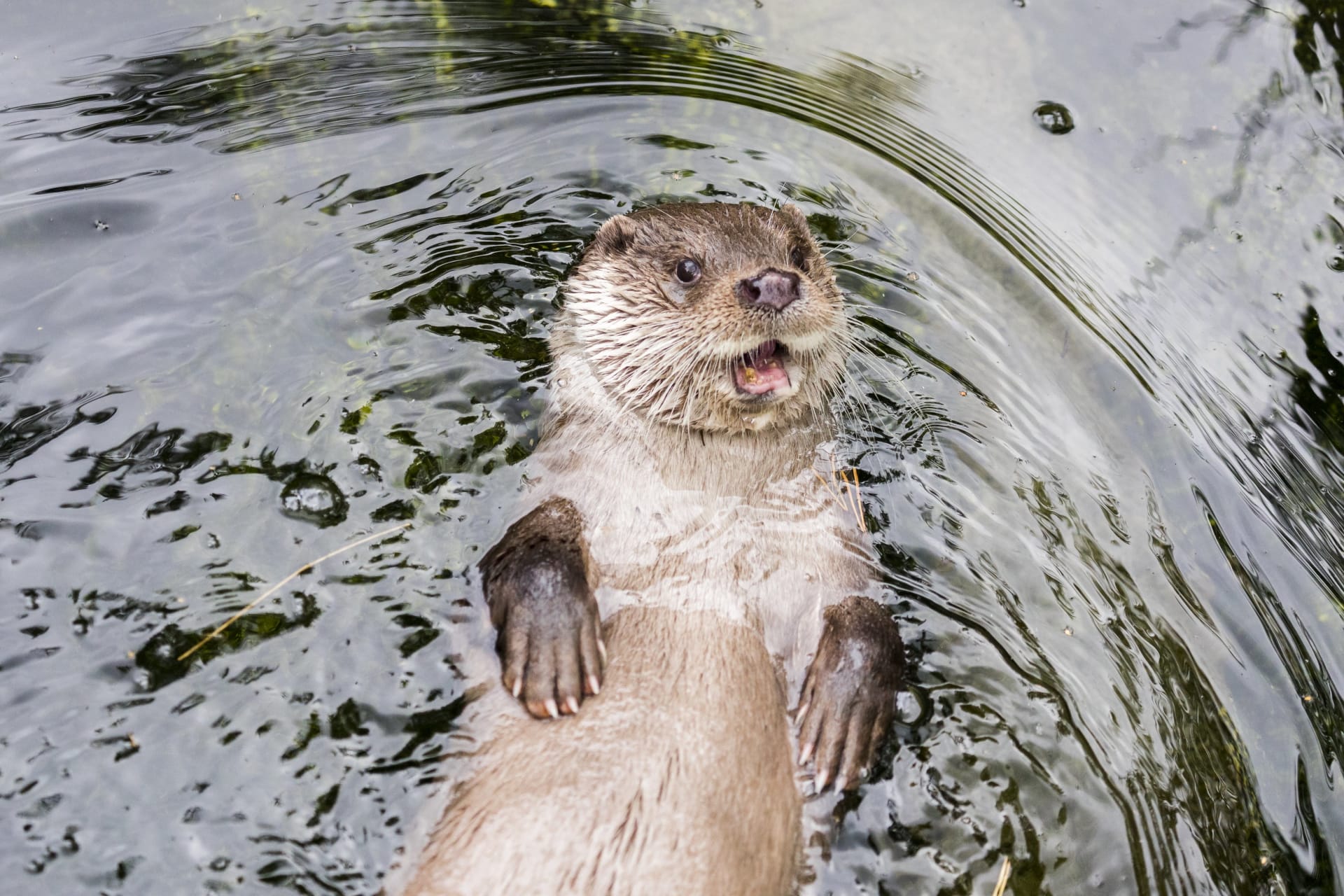 Otter