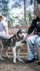 OPASTETTU HUSKYVIERAILU