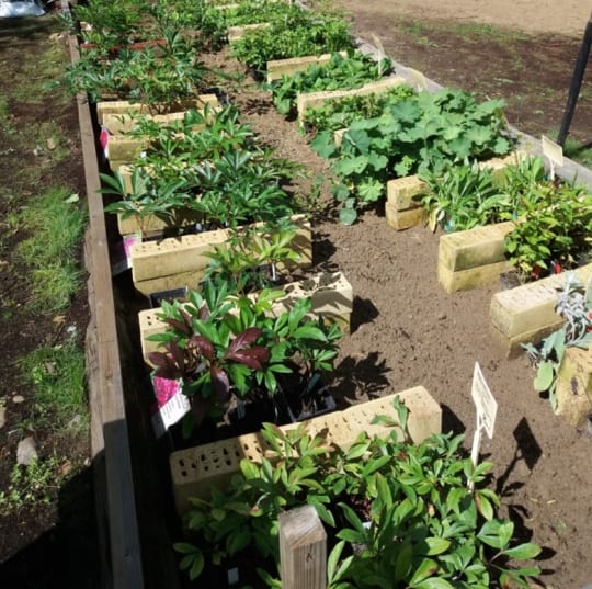 There is almost 400 different varieties of perennials in the Garden Shop.