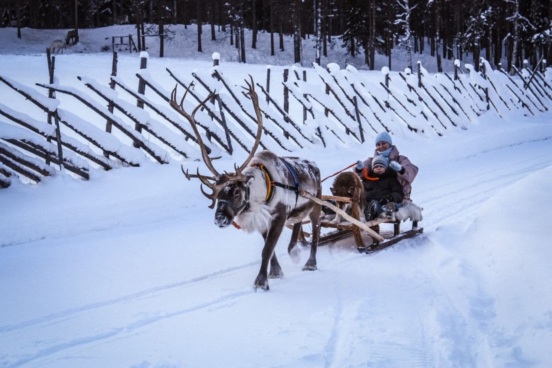EXCURSION TO A REINDEERS FARM WITH SHORT SELF-DRIVING