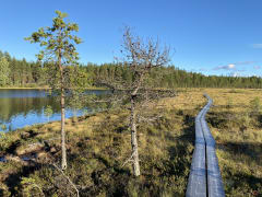 Neva-Lyly with duckboards over peatlands.