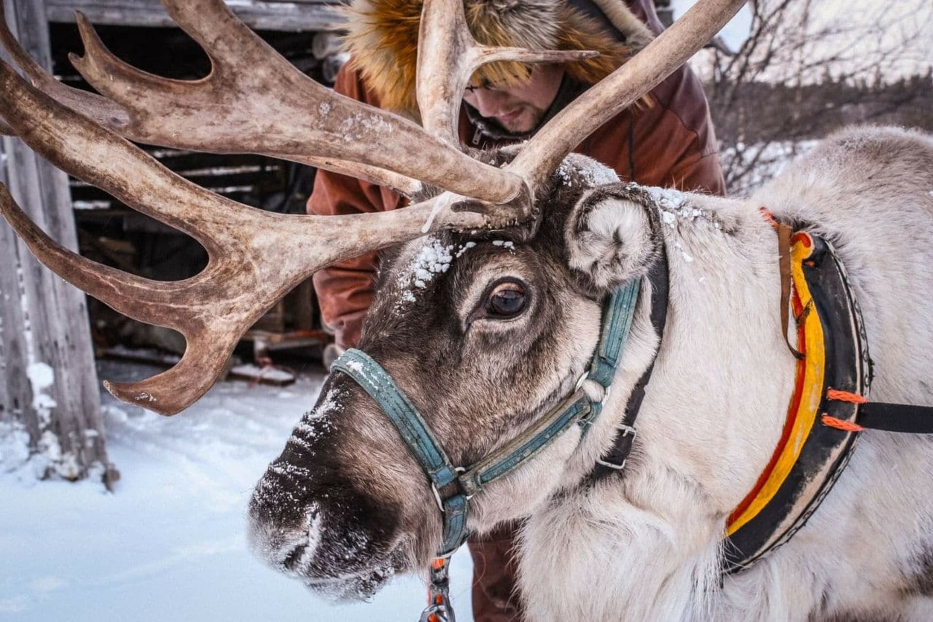 EXCURSION TO A REINDEERS FARM WITH SHORT SELF-DRIVING
