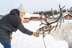 Poro-, husky- ja hevostilavierailu