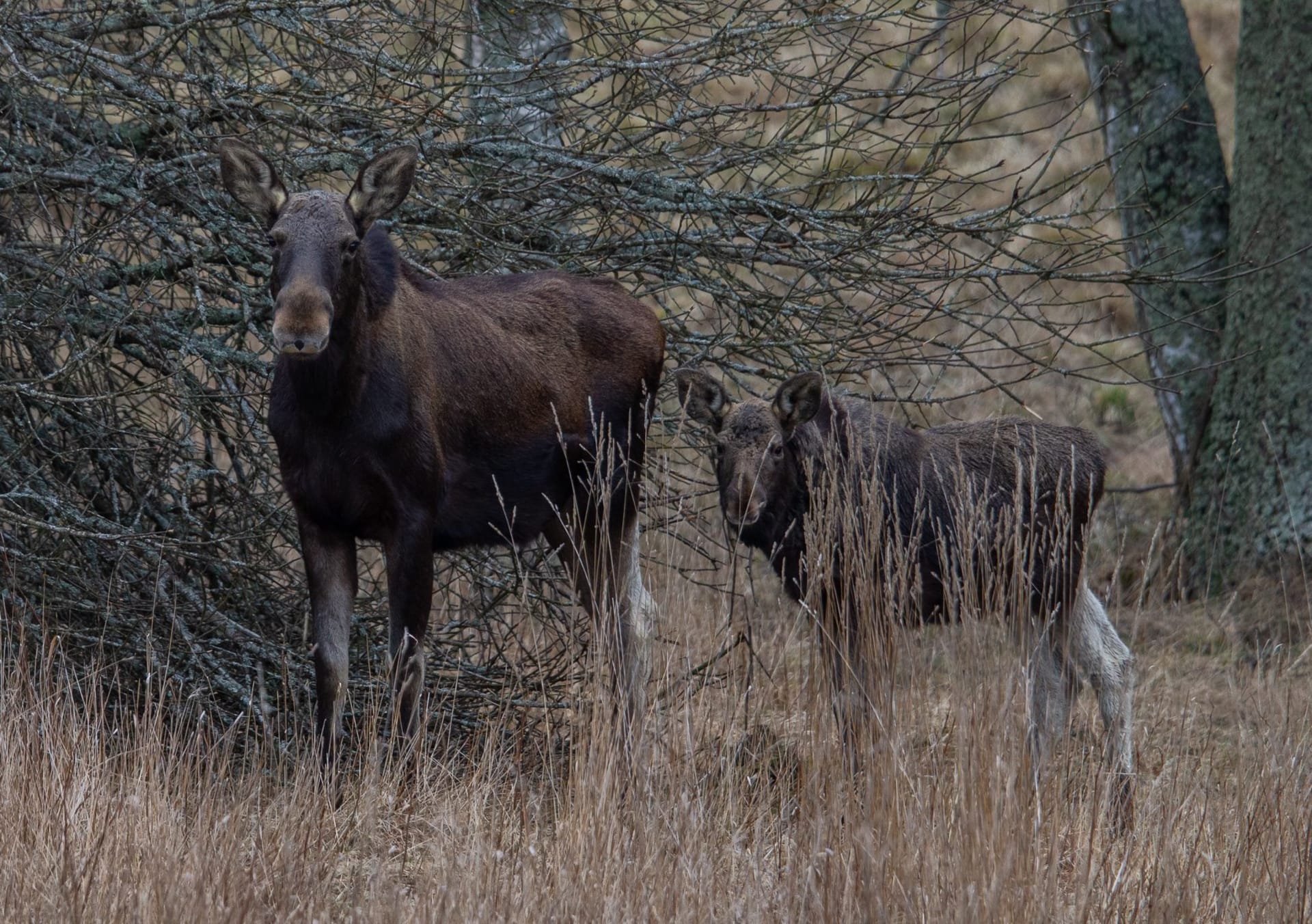 Mother and baby Elk /Moose together.