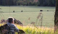 Hirvisafari Helsingistä