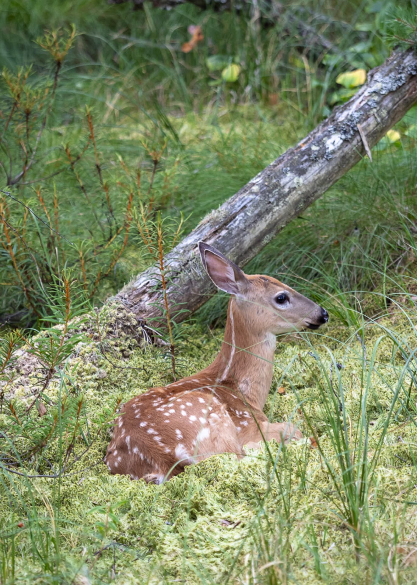 This is a baby white-tailed deer