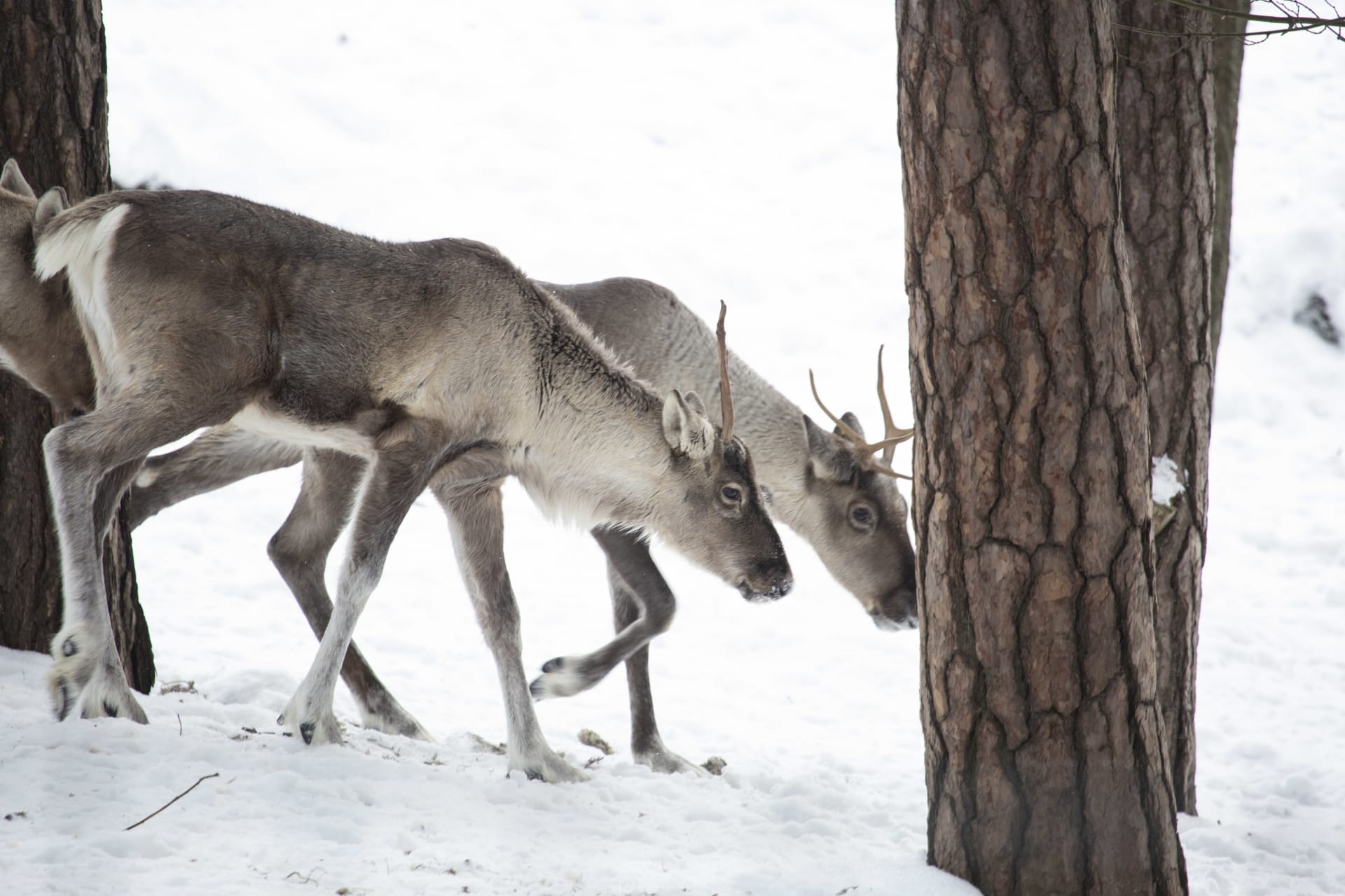 European forest reindeers at Korkeasaari Zoo