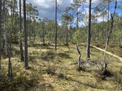 Retki Alkkianvuoren muinaiselle merenrannalle