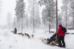 Husky safari in Ranua