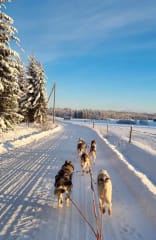 Uniikit huskyrekiajelut lähellä Helsinkiä