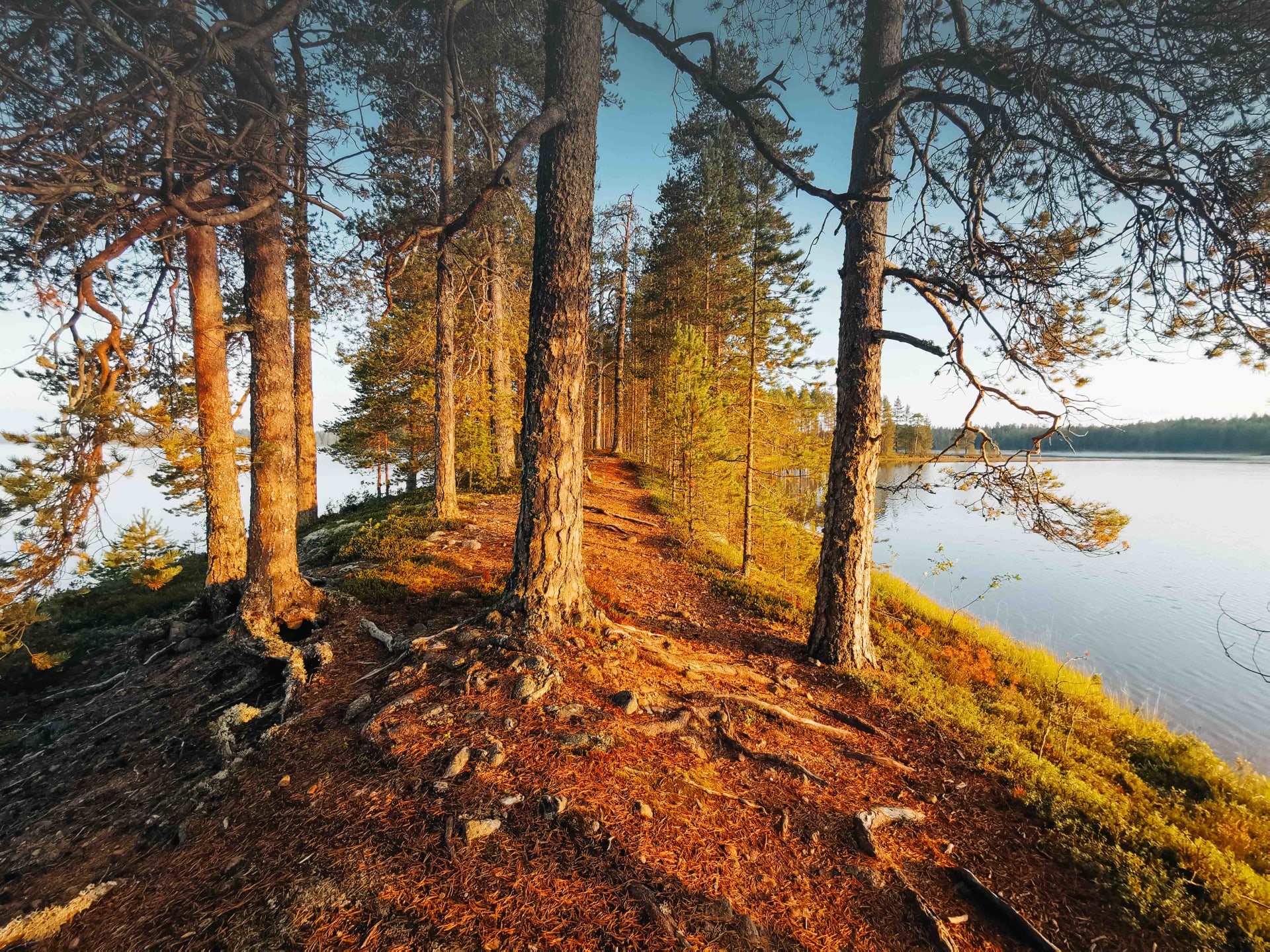 www.äksytämmät.fi
