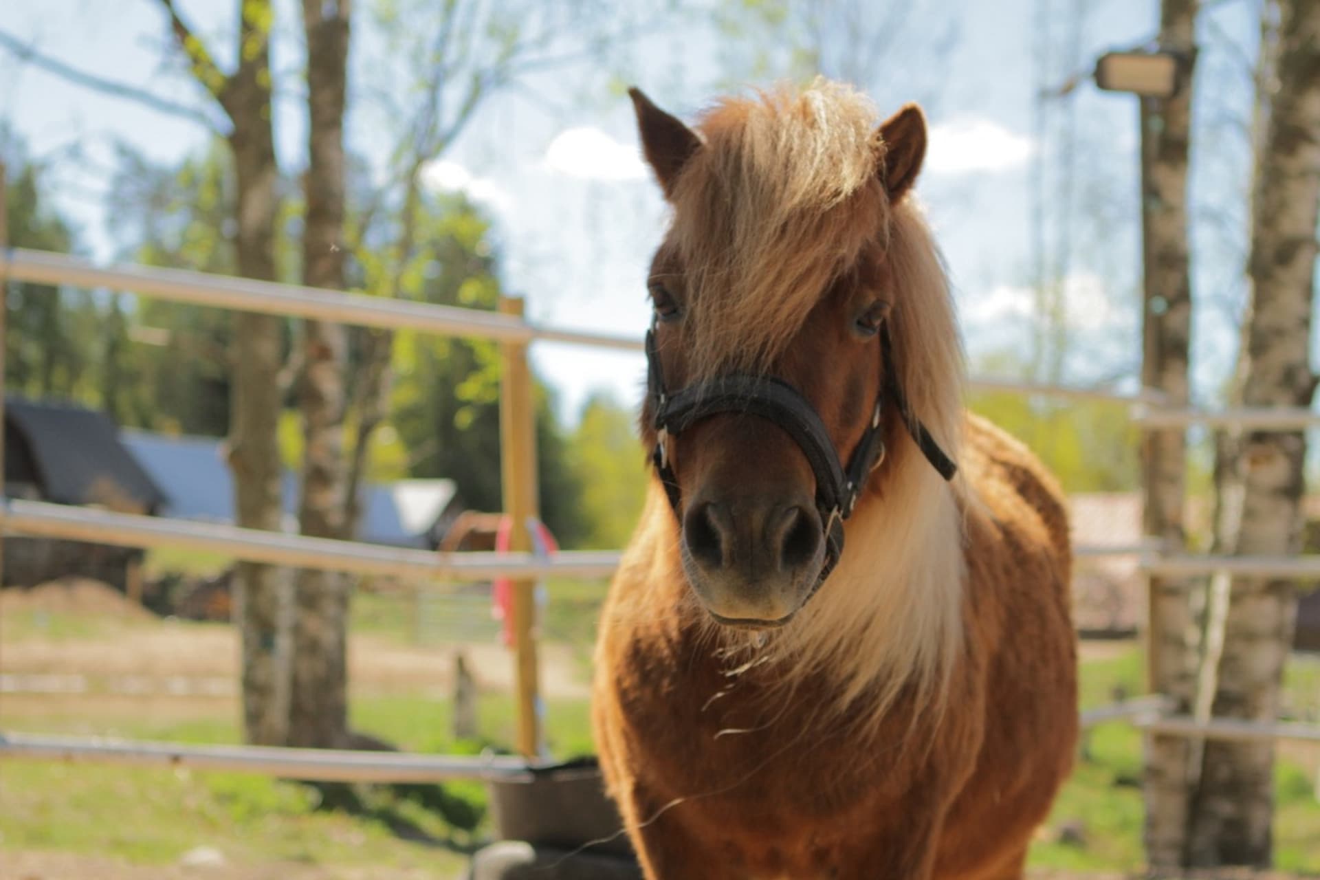 Olgan Farm, Iitti | Visit Finland