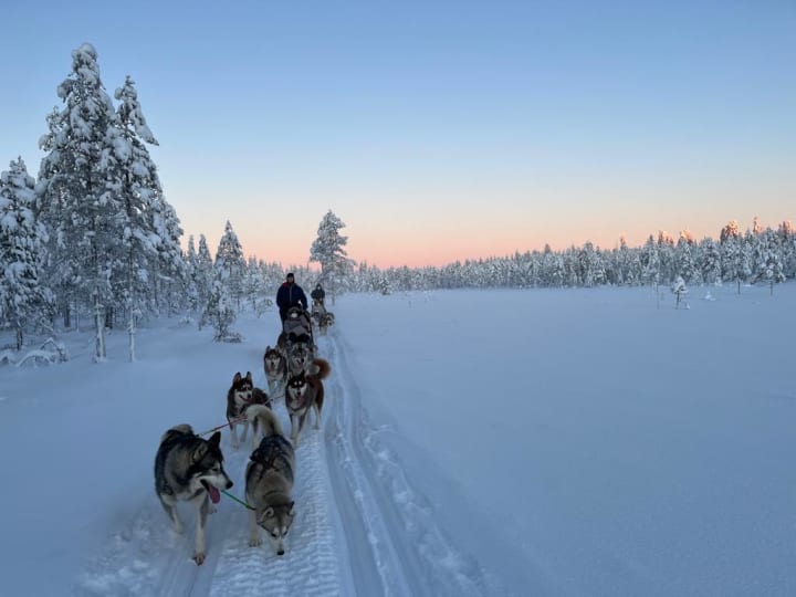 Winter husky mushing Kalajoki
