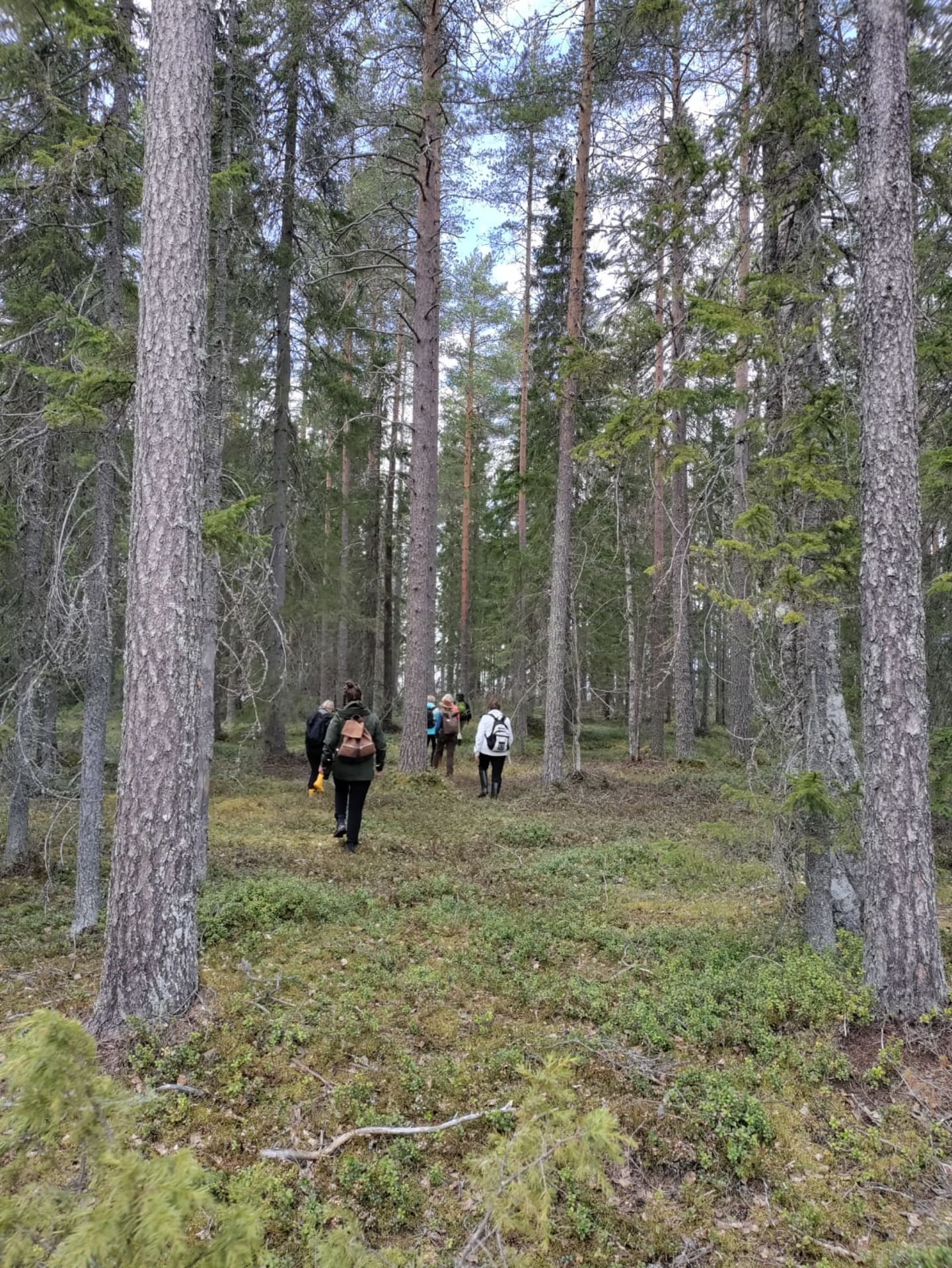 Hidasta kävelyä havumetsässä