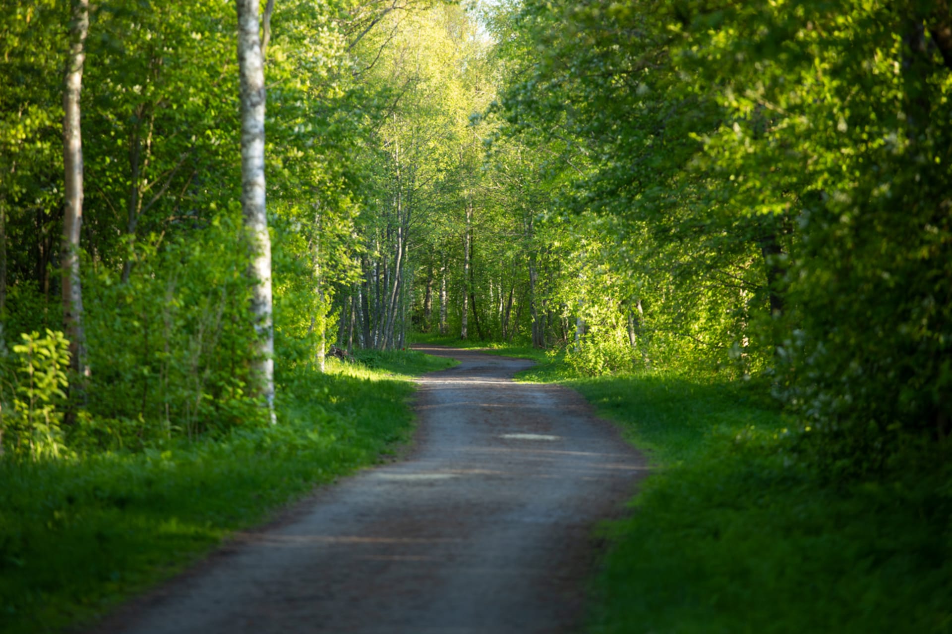 Lush vegetation in Hietasaari surrounds walking tracks