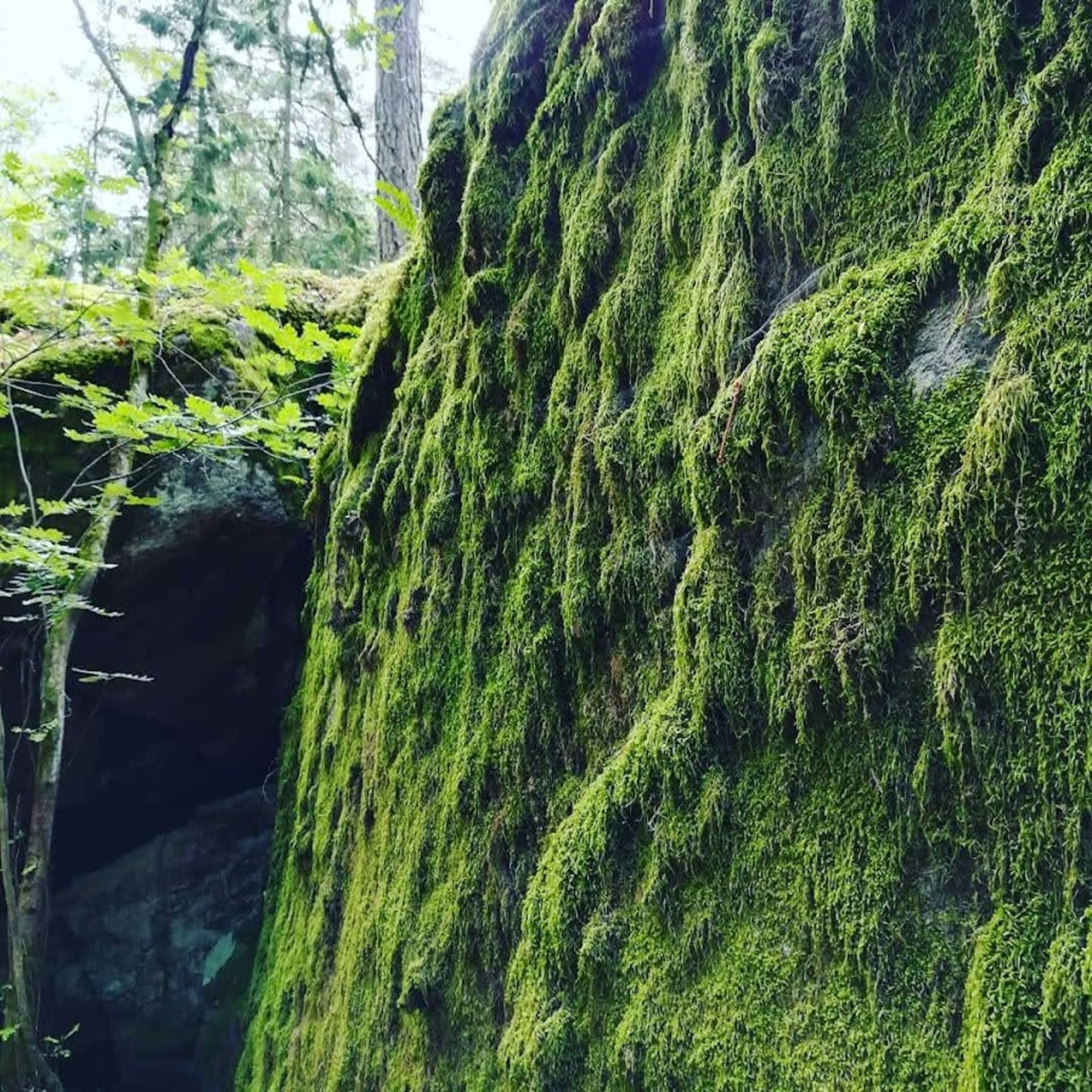 mossy forest