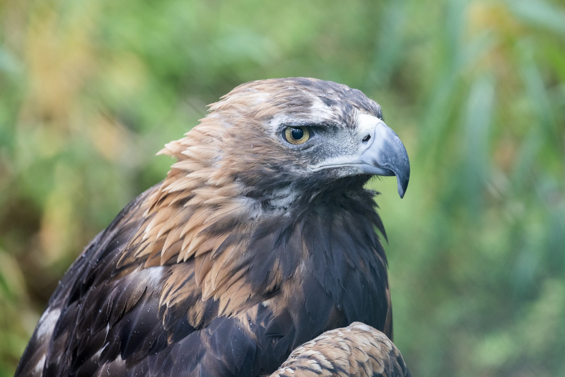 Eagle