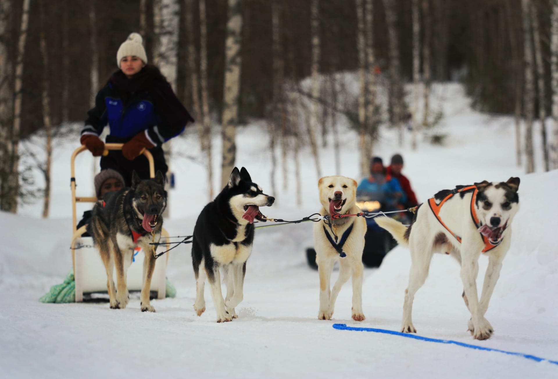 Snowmobile Safari to a Husky Farm with Husky Safari - Rovaniemi | Visit ...