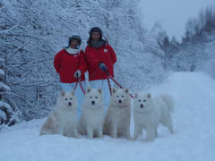 Arctic Snow Dogs