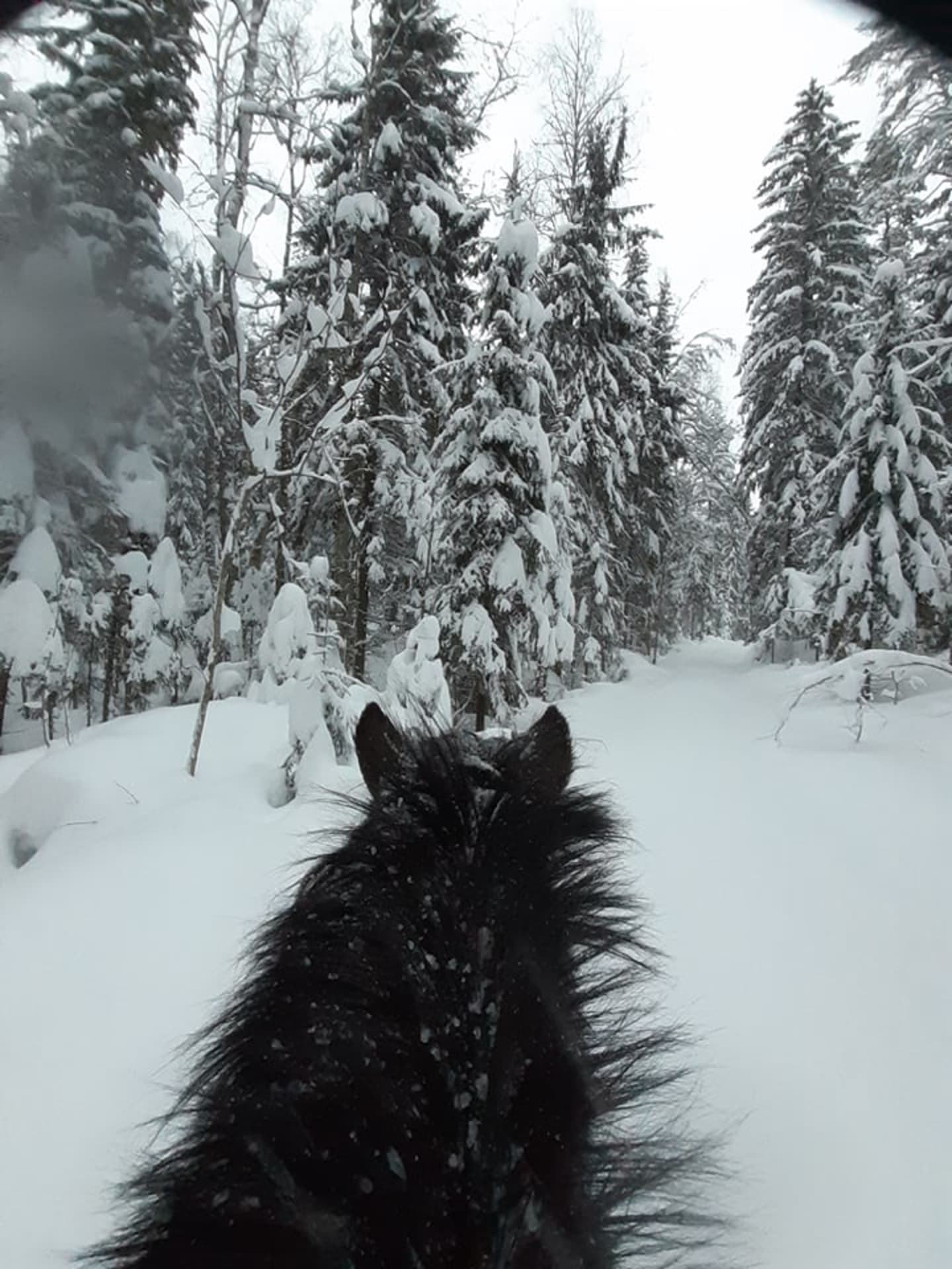 Riding - forest riding tour VIP