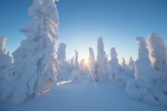 Kelkkasafari Saukirkolle