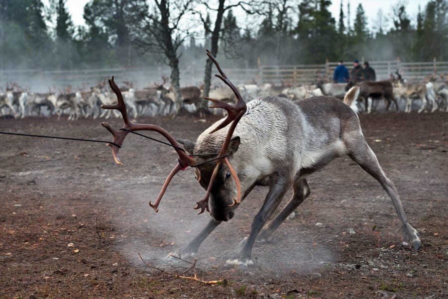 Powerful reindeer in north of Rovaniemi