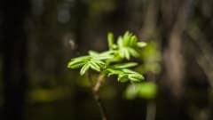 Vaakkolammin luonnonsuojelualue