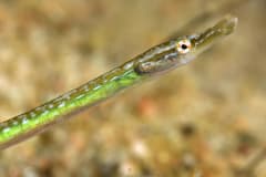 Marine research at Tvärminne Zoological Station